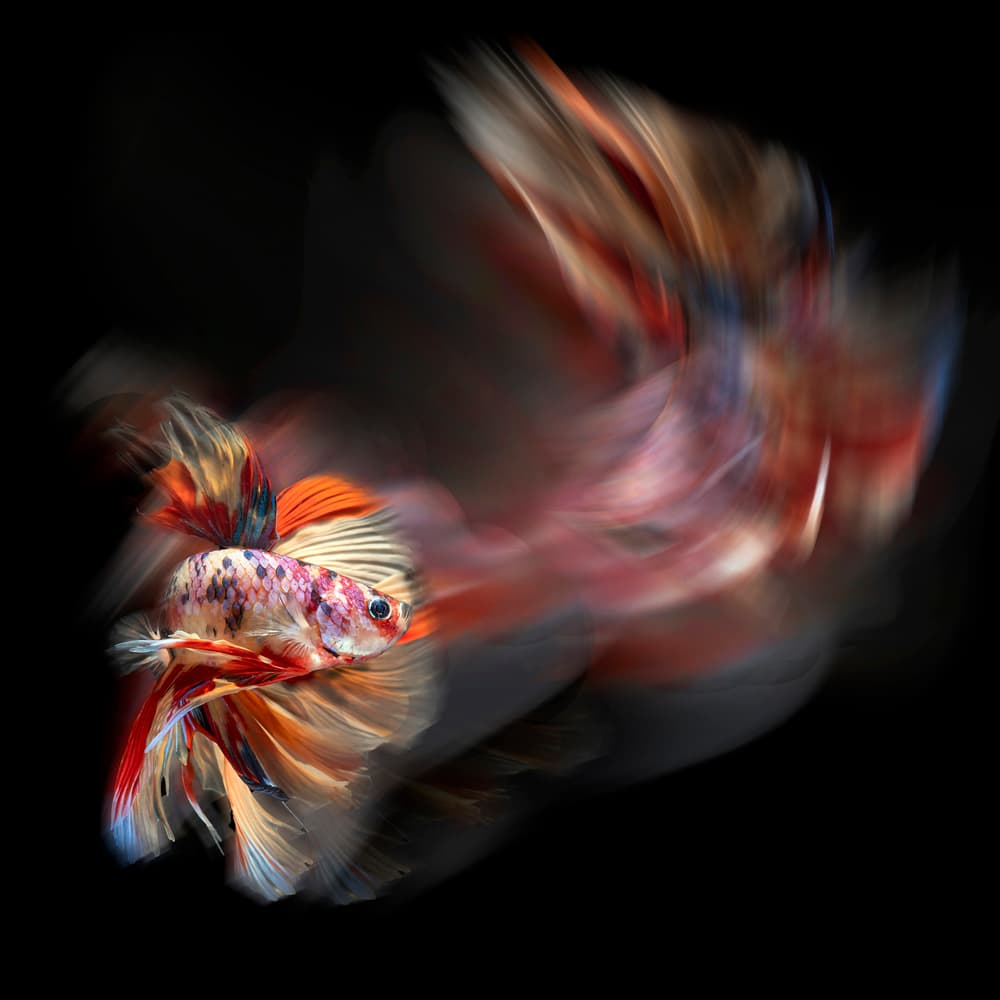 Dynamic Betta Flow by Antonyus Bunjamin (Abe) — canvas wall art