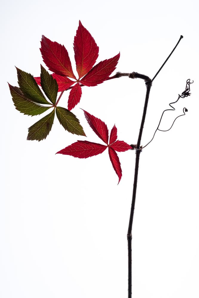 Vibrant Autumn Leaves by Thierry Lagandré (Transgressed Light) — canvas wall art