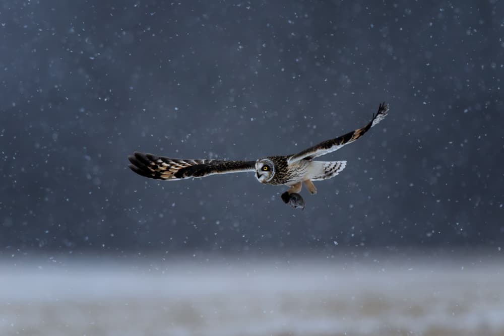 Winter Owl Hunts Prey by Max Wang — canvas wall art