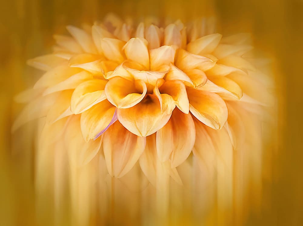 Golden Dahlia Bloom by Cheryl Eagers — canvas wall art