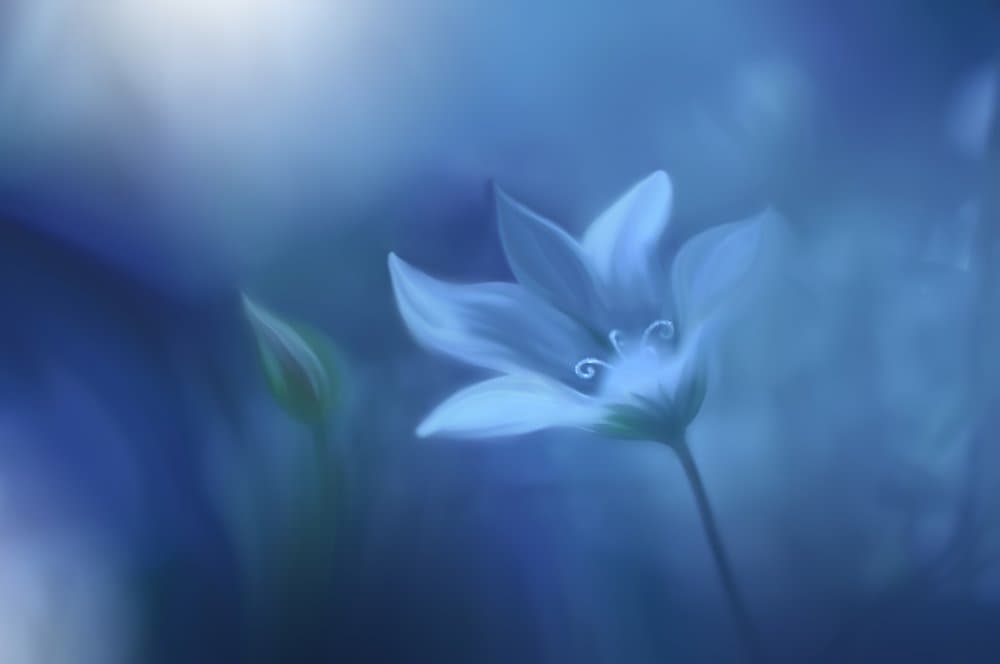 Get Me High.. by Juliana Nan — canvas wall art