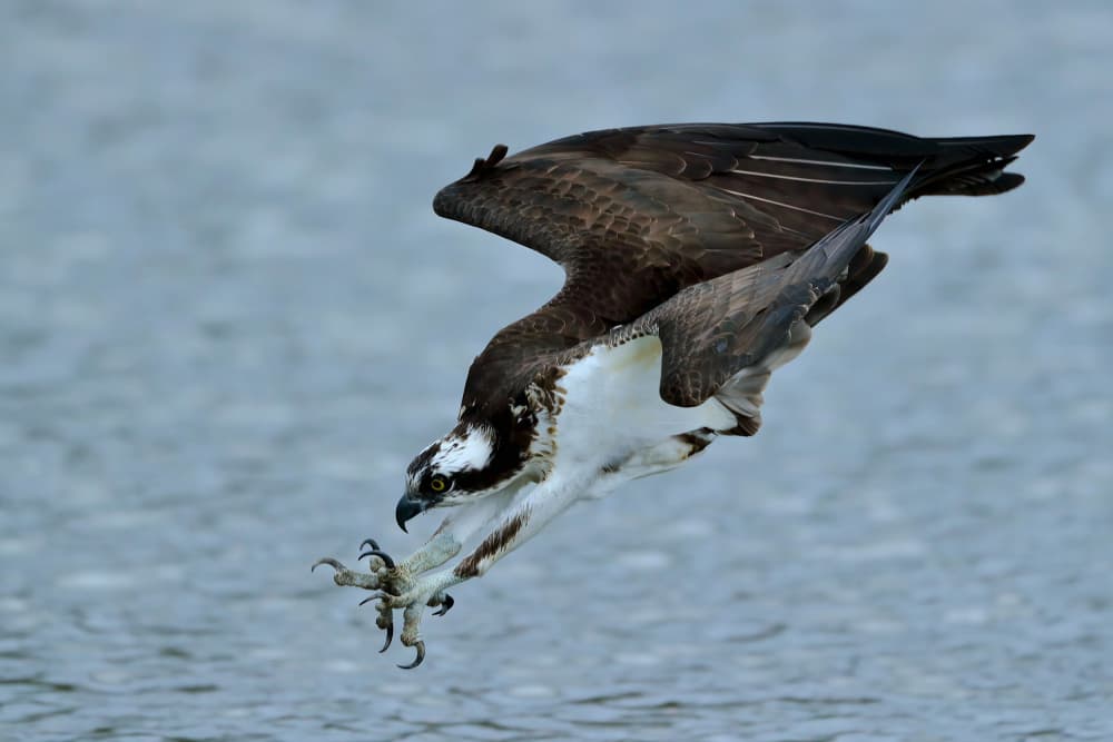 Osprey Diving Hunt by Gavin Lam — canvas wall art