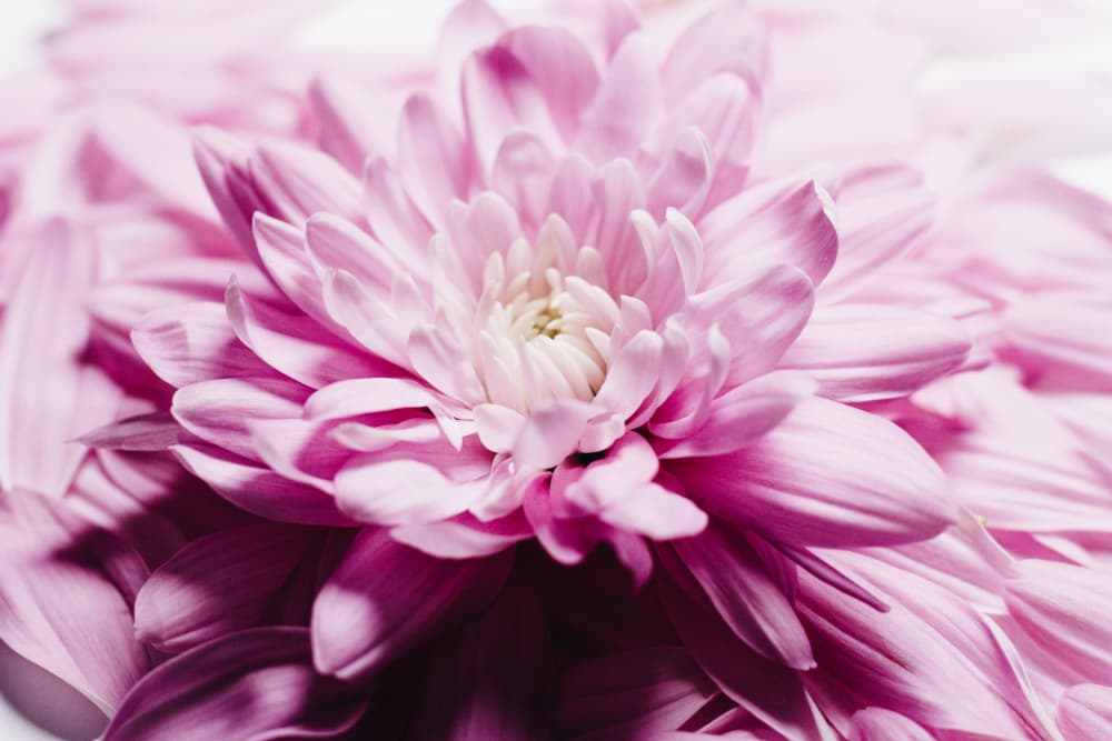 pink Chrysanthemum Blossom by uplusmestudio — canvas wall art