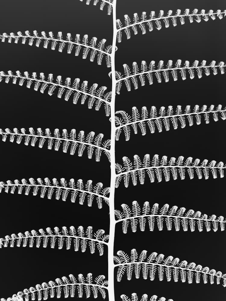 Fern Symphony by Shot by Clint — canvas wall art
