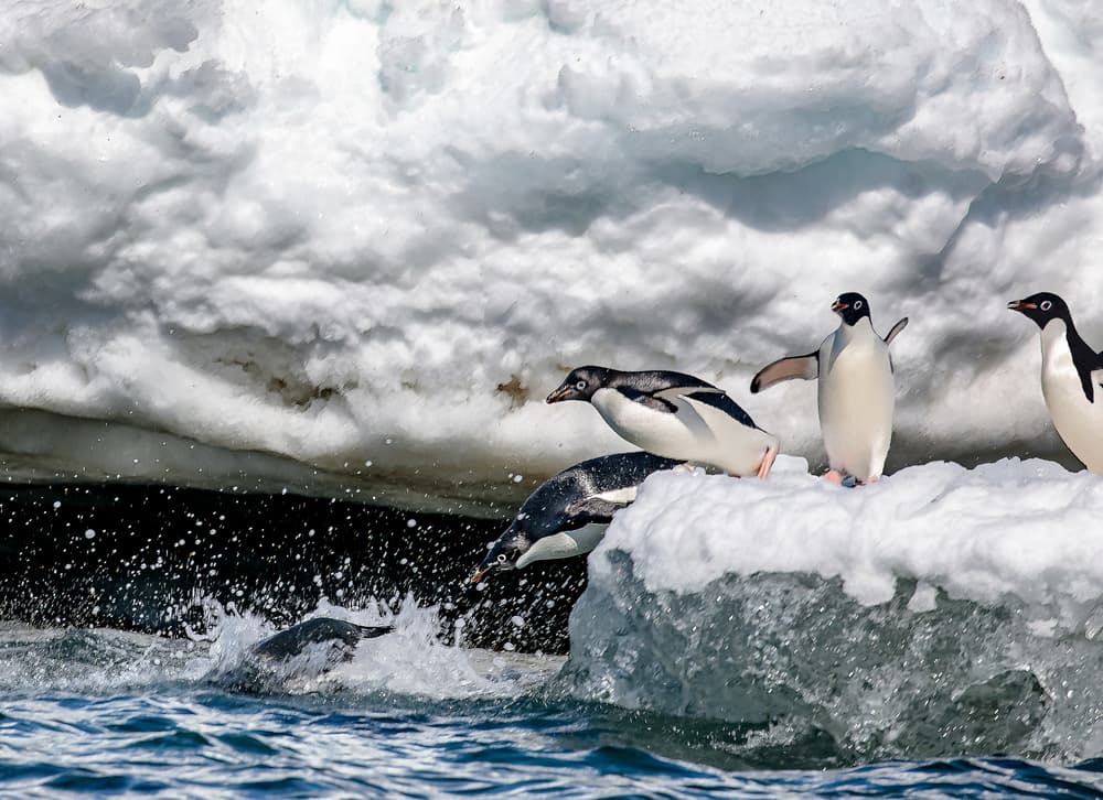 Adelie Penguins Diving by Siyu_Wei APA — canvas wall art