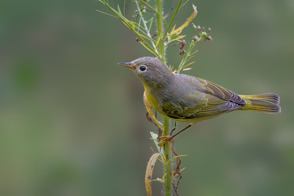Green Warbler Perched by Jacob (Jian) Xu — canvas wall art
