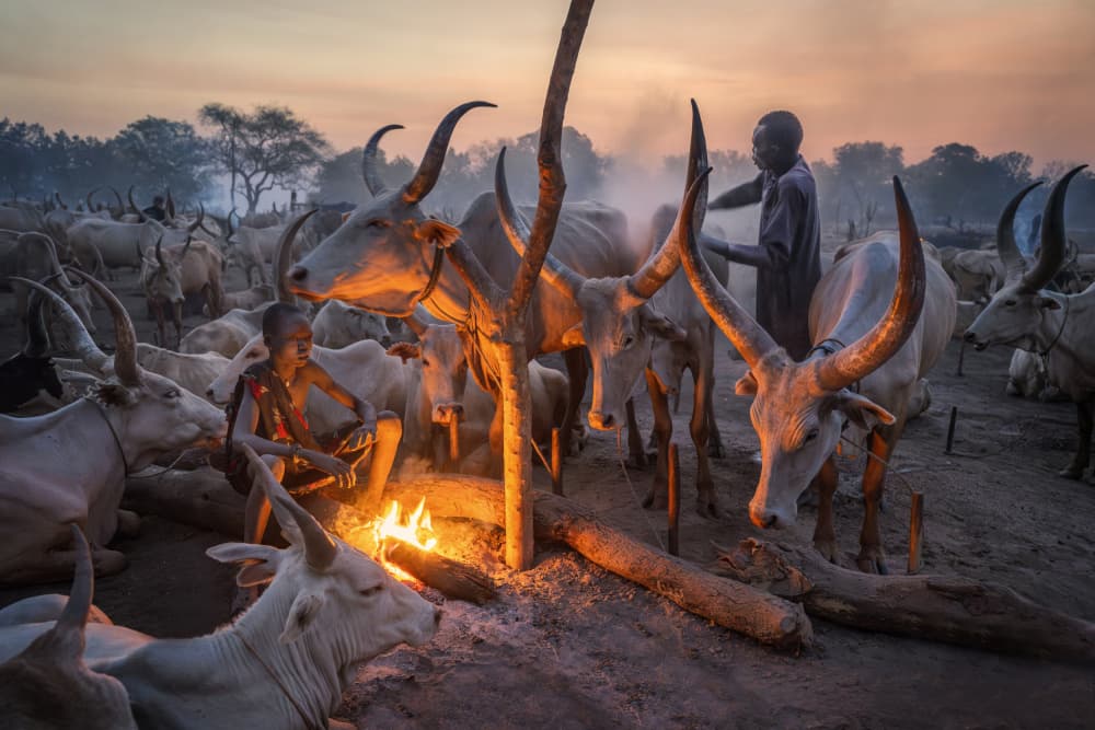 Dinka Cattle By Firelight by Trevor Cole — canvas wall art