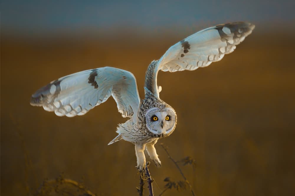 Golden Hour Owl Flight by Lydia Jacobs — canvas wall art