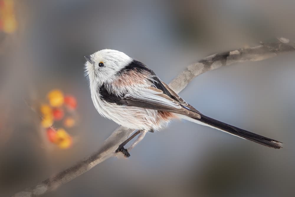 Fluffy Winter Tit by ZY Zhang — canvas wall art
