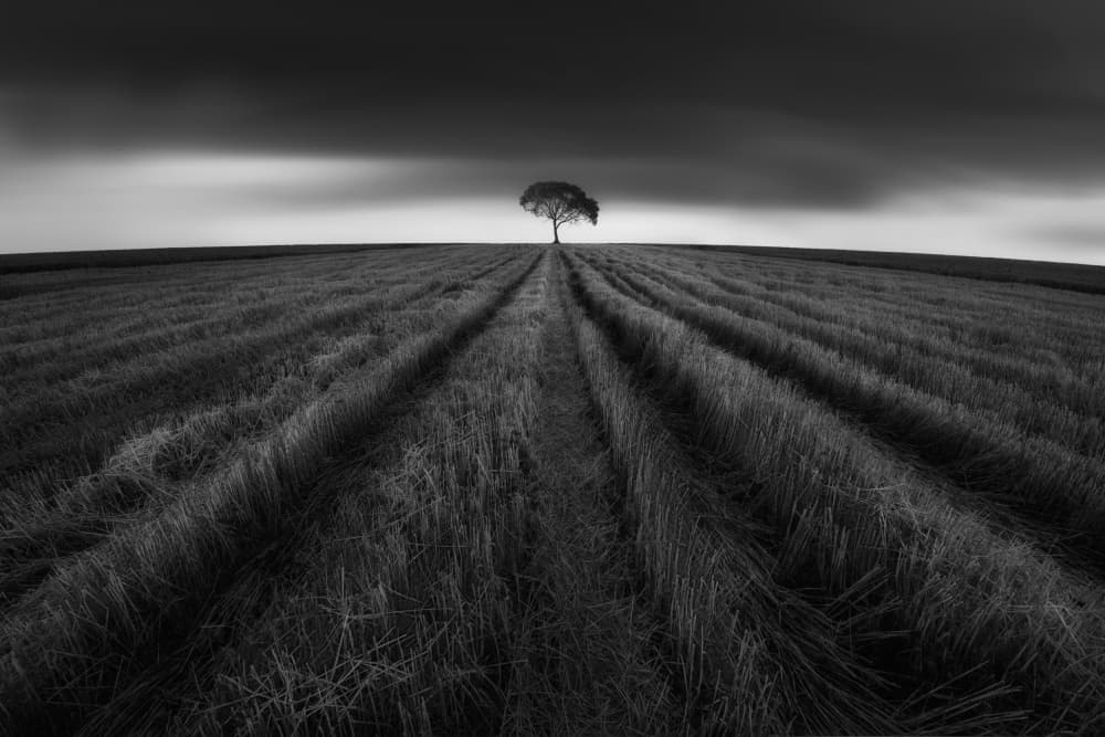 Dramatic Lone Tree by NingYun Ye — canvas wall art