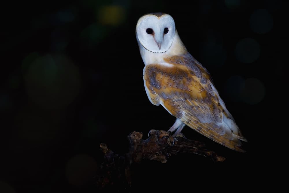 Nocturnal Barn Owl by David Manusevich — canvas wall art