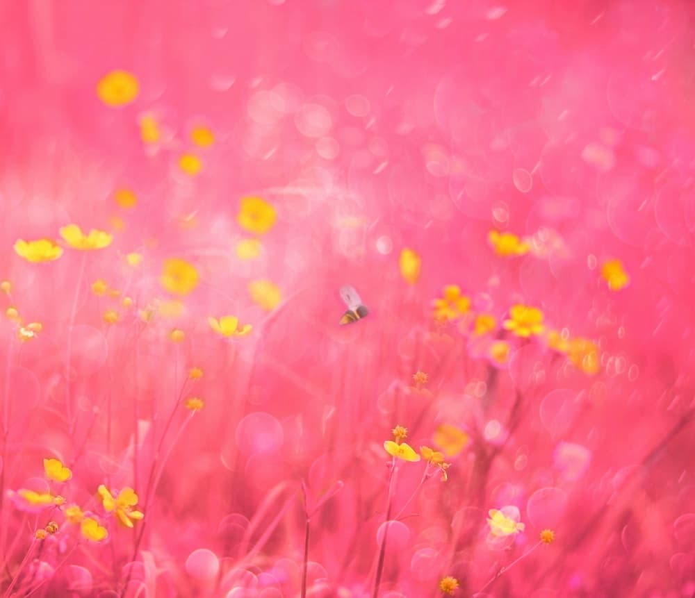 Pink Meadow Bee by Delphine Devos — canvas wall art