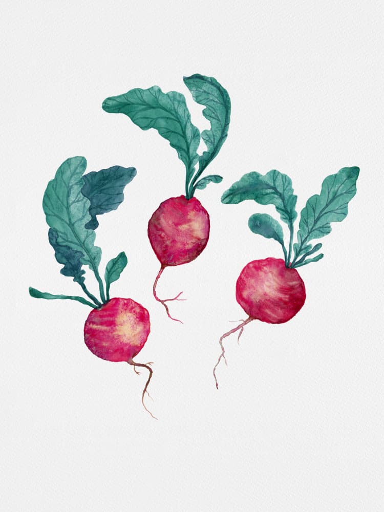 Fresh Watercolor Radishes by Suchi Deb — canvas wall art