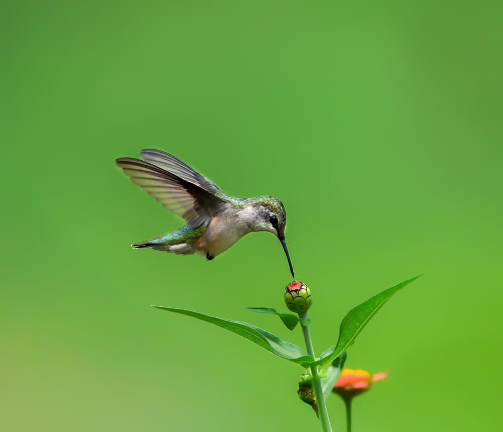 Delicate Hummingbird Feeding by Hannah & Wei — canvas wall art