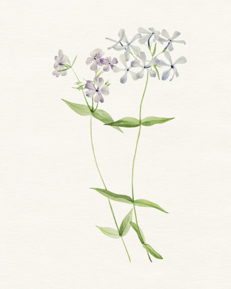Delicate Watercolor Flowers by Wild Violets — canvas wall art
