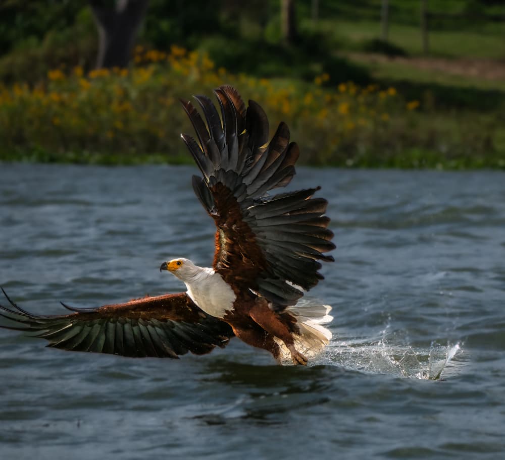 African Fish Eagle Hunting by Allen SDCA — canvas wall art