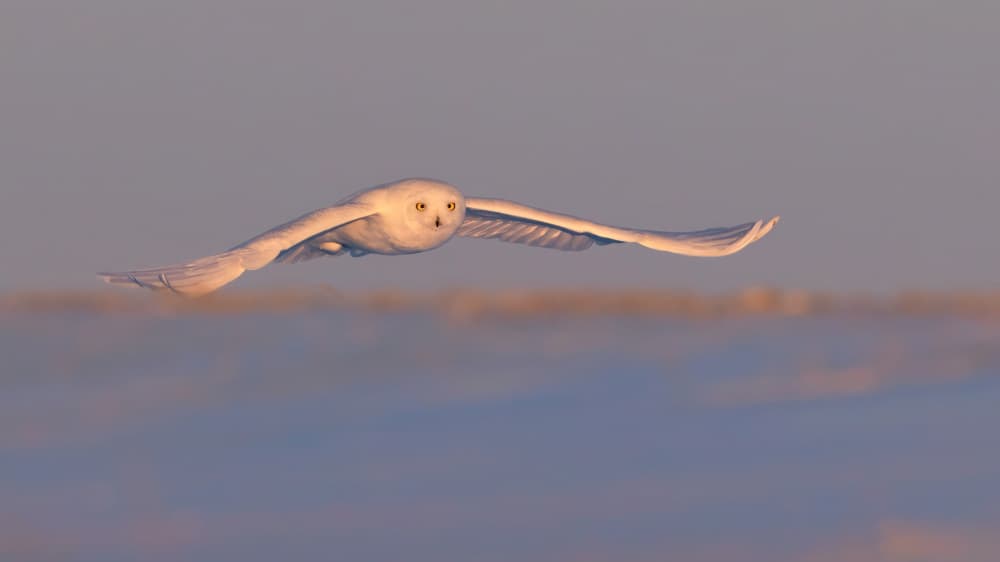 Snowy Owl Soars by Jun Zuo — canvas wall art