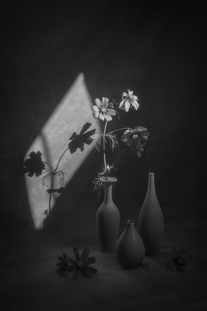 Cosmos Still Life Shadow by Lydia Jacobs — canvas wall art