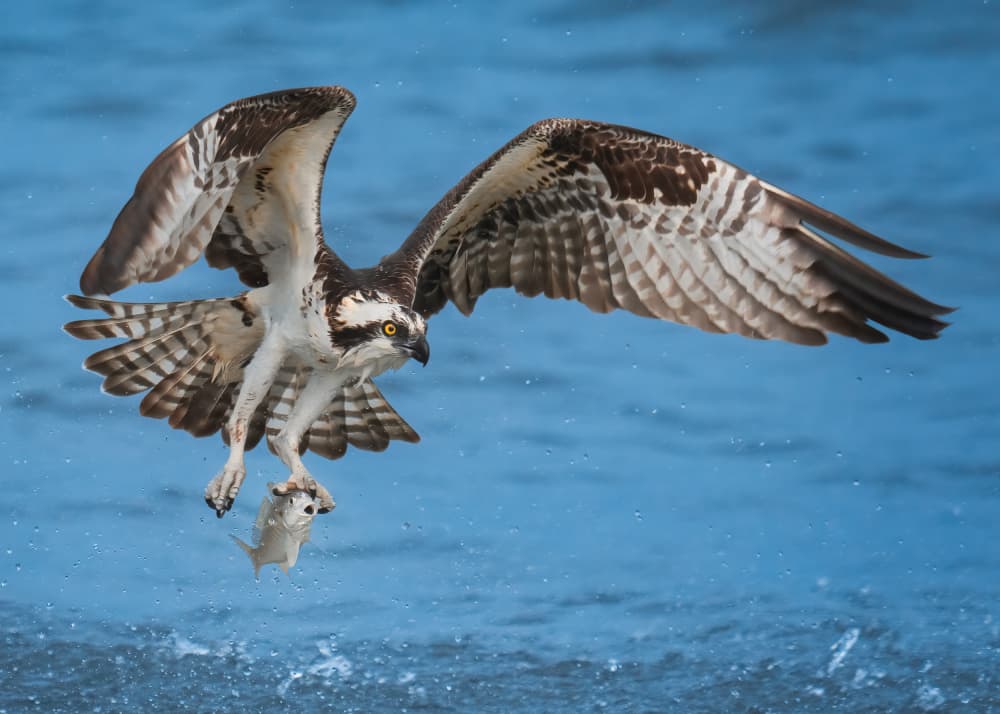 Osprey Catching Fish by Hanping Xiao — canvas wall art