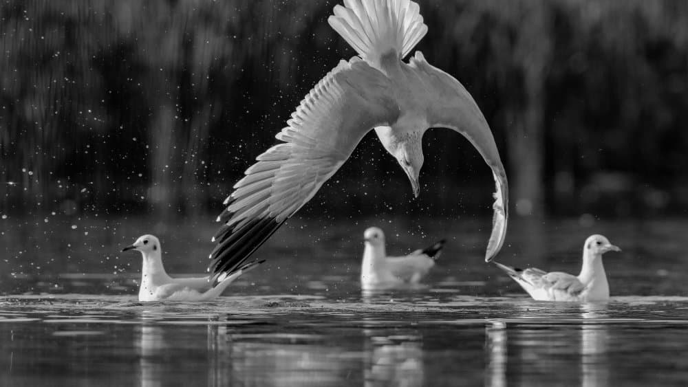 Graceful Gull Descent by David Manusevich — canvas wall art