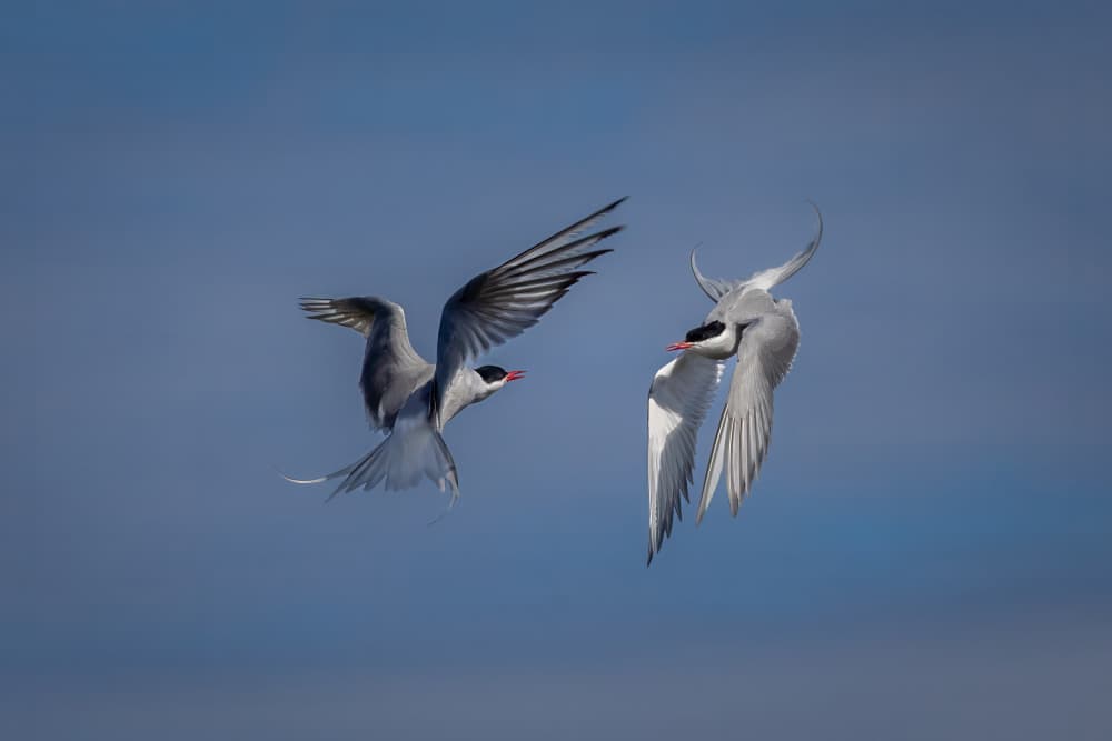 Arctic Terns in Flight by Mark Strom — canvas wall art