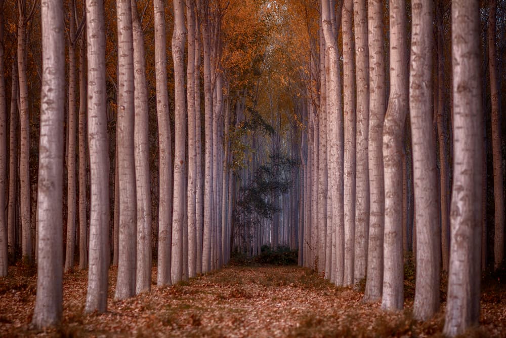 Autumn Tree Avenue by TONY GORAN — canvas wall art