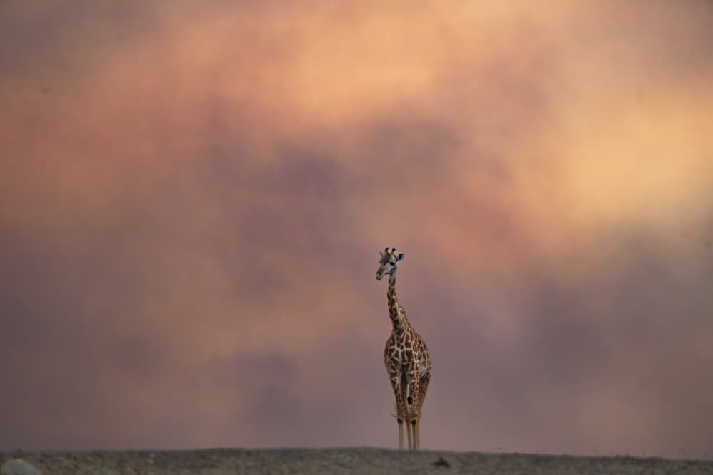 African Sunset Giraffe by MIN LI — canvas wall art