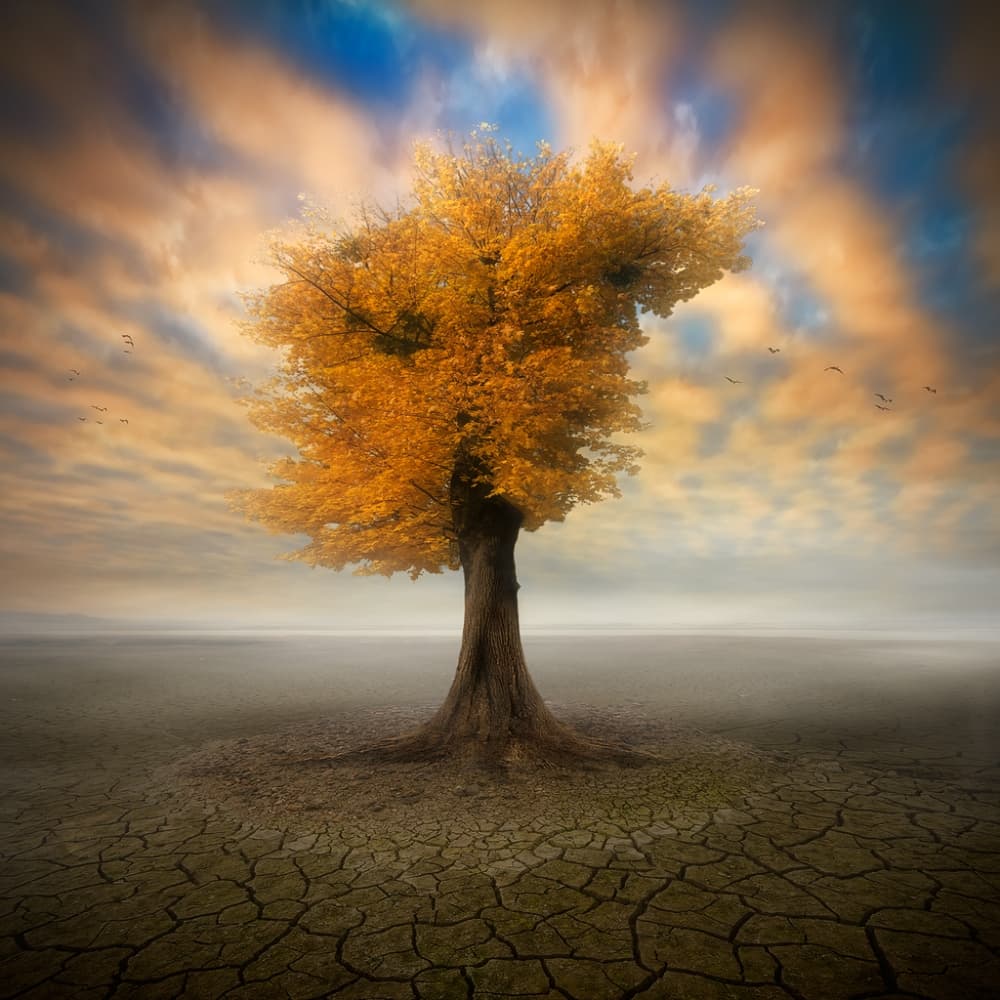 lonesome by Piotr Krol (Bax) — canvas wall art