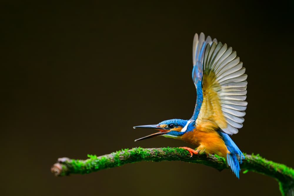 Dynamic Kingfisher Takeoff by Som Prasad — canvas wall art