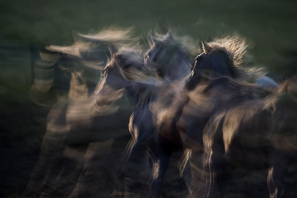 Dynamic Horse Motion by Milan Malovrh — canvas wall art