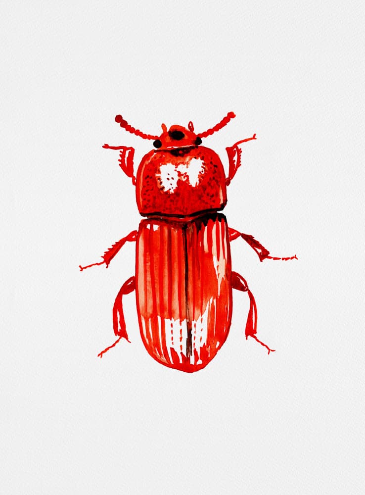 Vibrant Red Beetle by Kata Botanical — canvas wall art