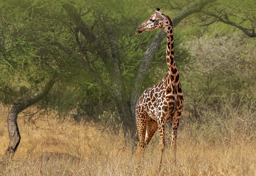 Graceful African Giraffe by Jois Domont ( J.L.G.) — canvas wall art