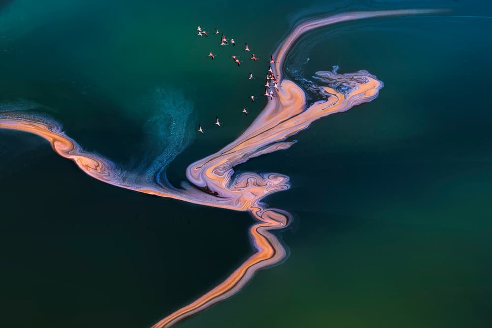 Pink Flamingos Over Colorful Lake by Jun Zuo — canvas wall art
