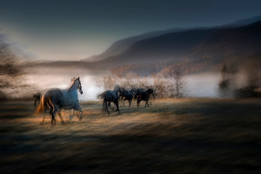 Running Horses Morning Fog by Milan Malovrh — canvas wall art