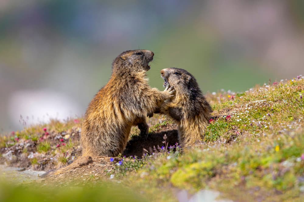 Playful Marmot Interaction by Marco Redaelli — canvas wall art