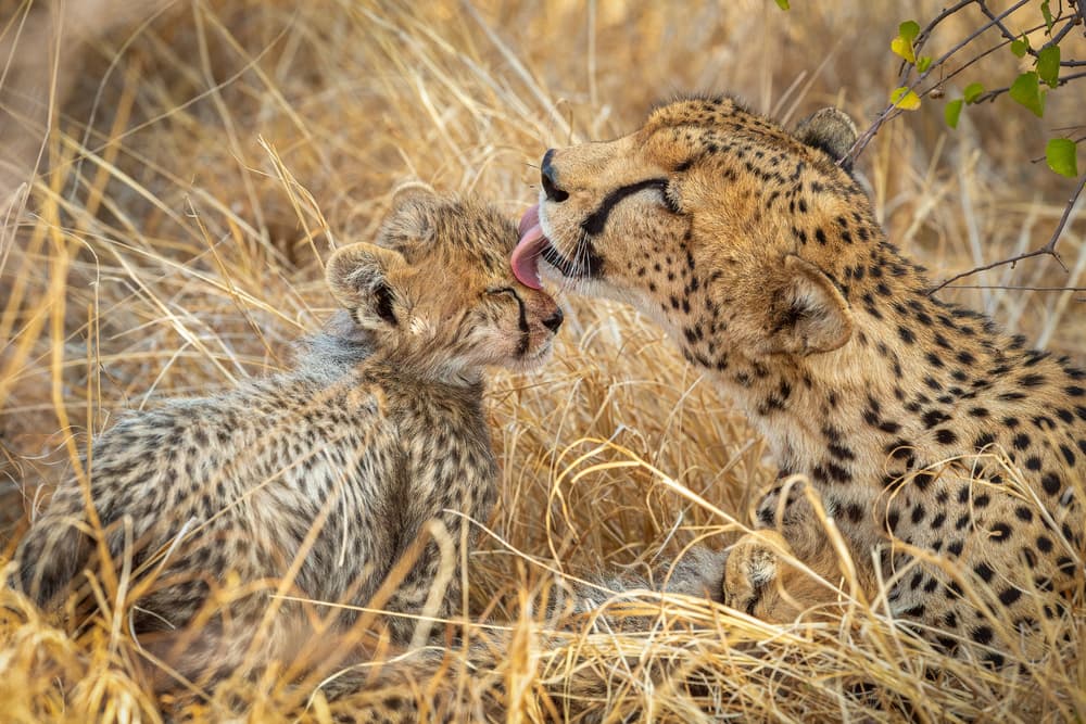 Cheetah Mother Cub Affection by Jeffrey C. Sink — canvas wall art