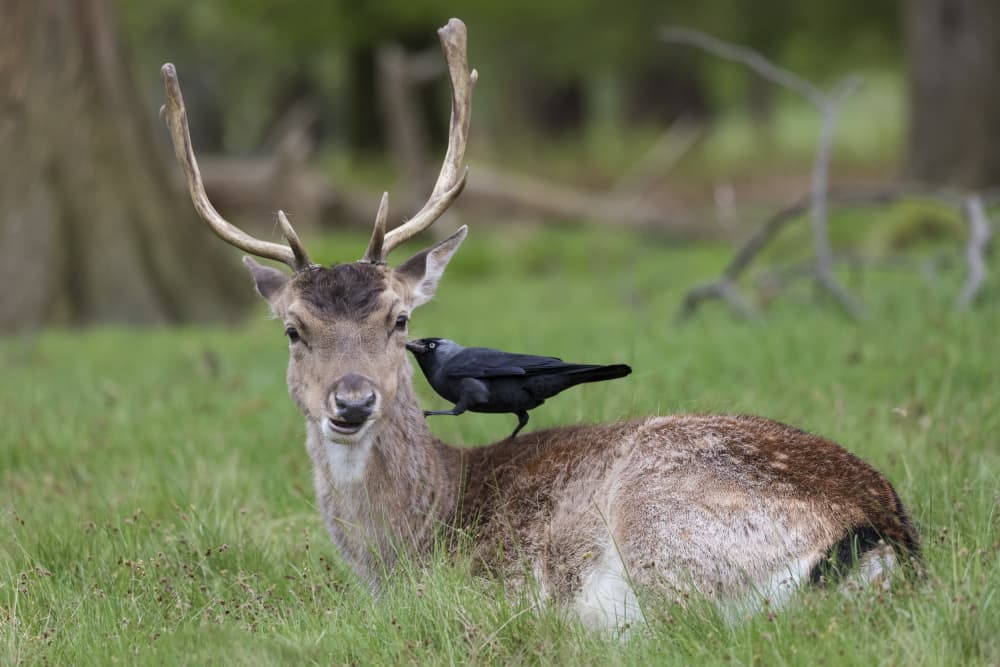 Deer And Bird Friend by Paolo Bolla — canvas wall art
