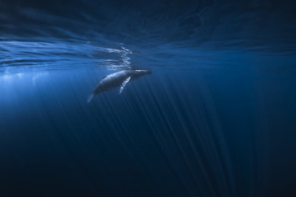 Deep Ocean Whale by Barathieu Gabriel — canvas wall art