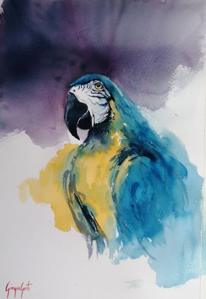 Blue and Yellow Macaw by Giorgio Gosti — canvas wall art