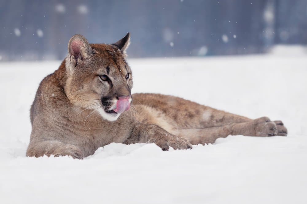 Snowy Mountain Lion Licking by Michaela Firešová — canvas wall art