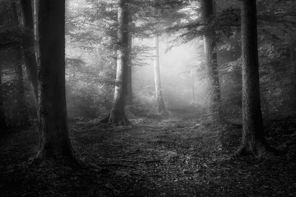 Misty Forest Path by Norbert Maier — canvas wall art