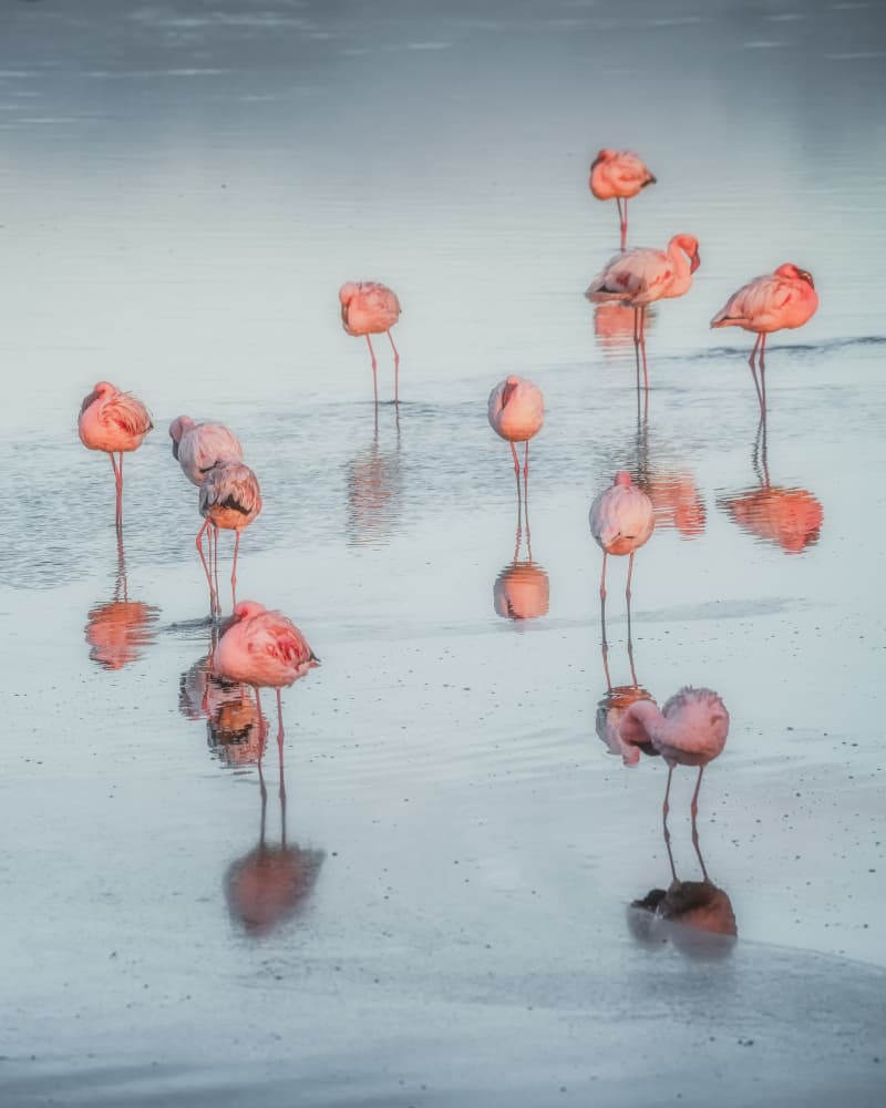 Pink Flamingos Reflections by Willa Wei — canvas wall art