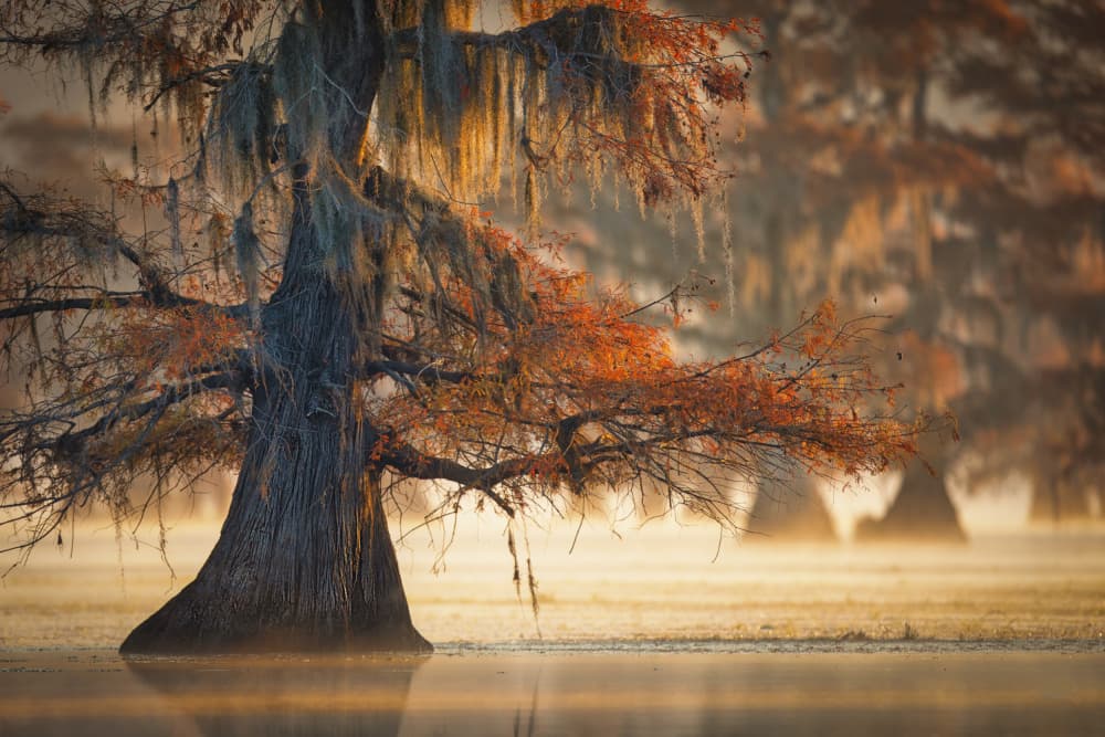 Misty Cypress Swamp by Michael Zheng — canvas wall art