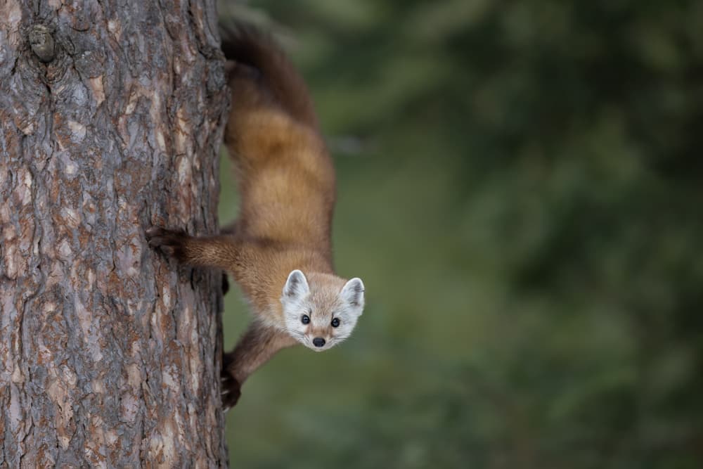 Curious Marten by Max Wang — canvas wall art