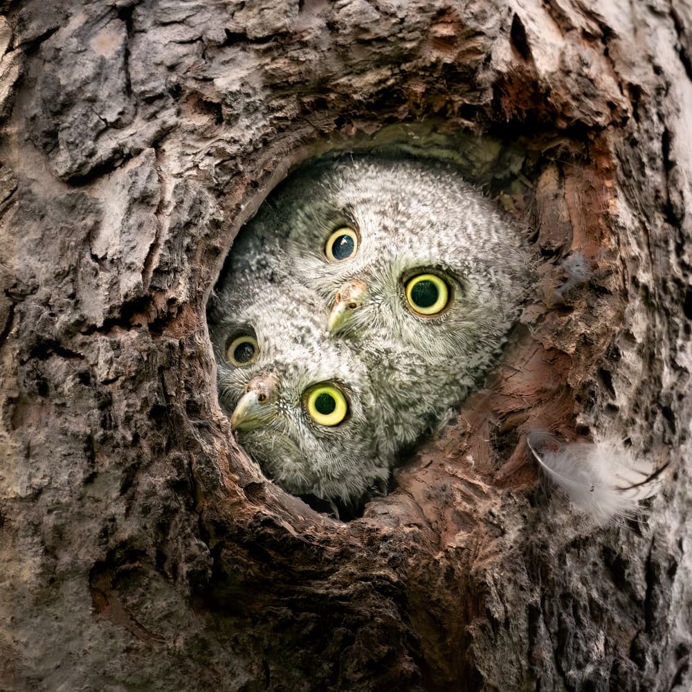 Curious Owlets In Tree by Leeian Dai — canvas wall art