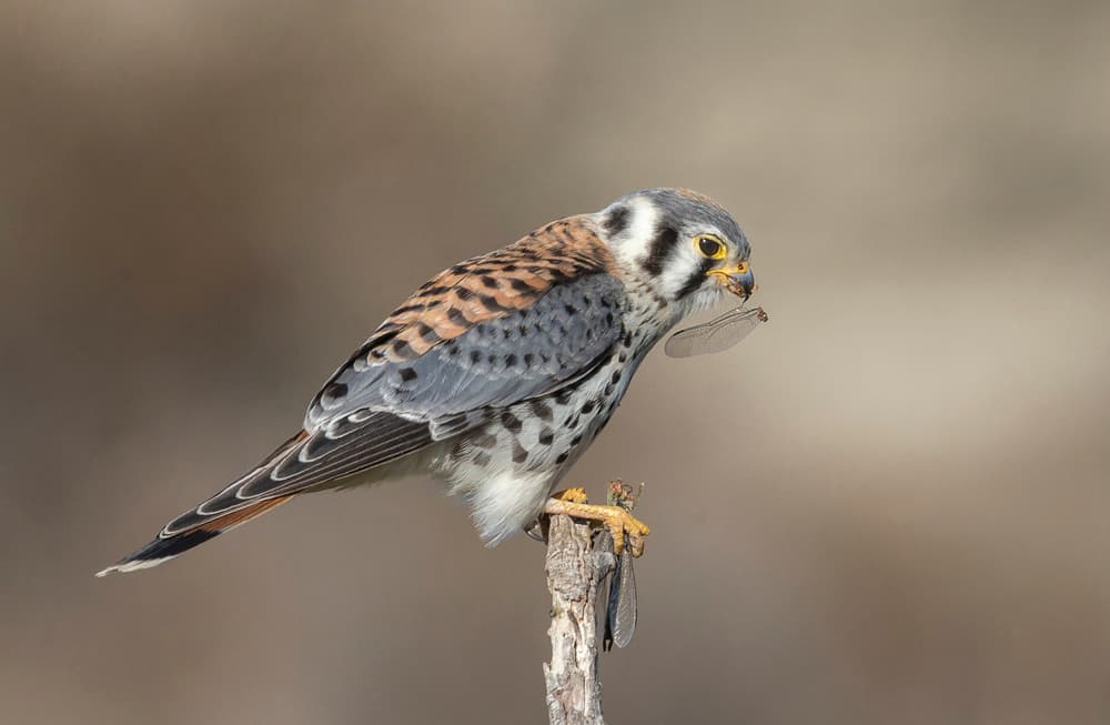 American Kestrel Perched by Greg Barsh — canvas wall art