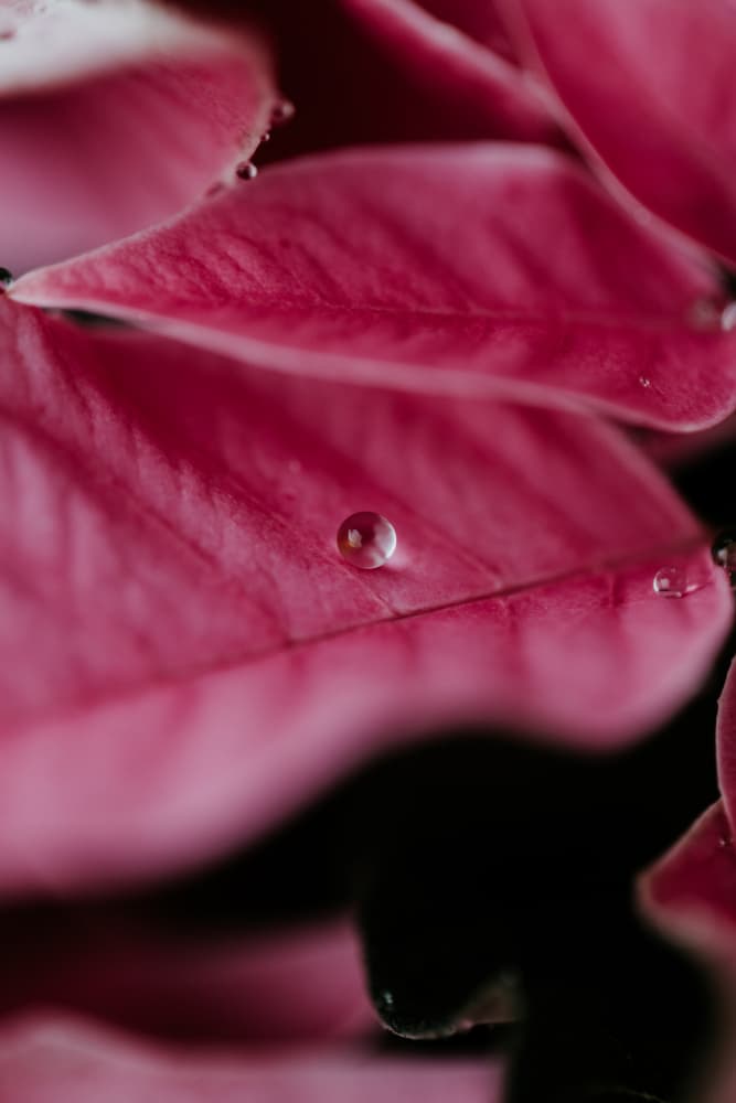 Water Drop on Pink Leaf by Javier Pardina — canvas wall art