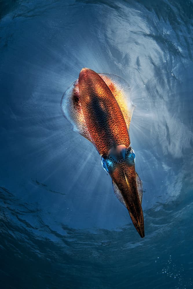 Sunlit Ocean Squid by Jennifer Lu — canvas wall art