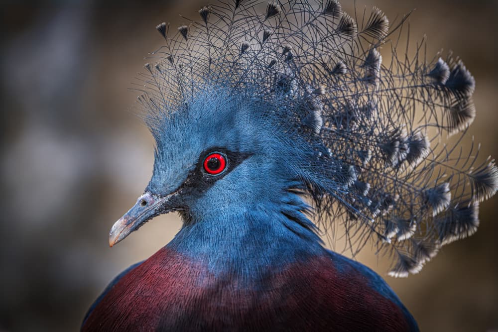 Victoria Crowned Pigeon by Jeffrey C. Sink — canvas wall art