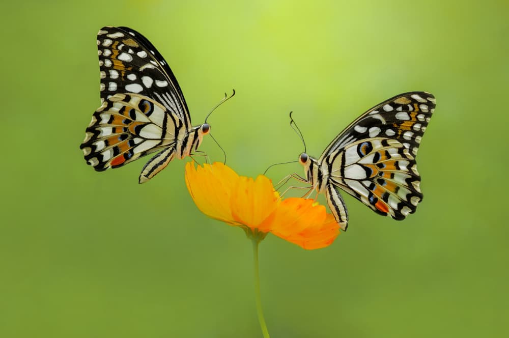 Two Butterflies on Cosmos by Edy Pamungkas — canvas wall art